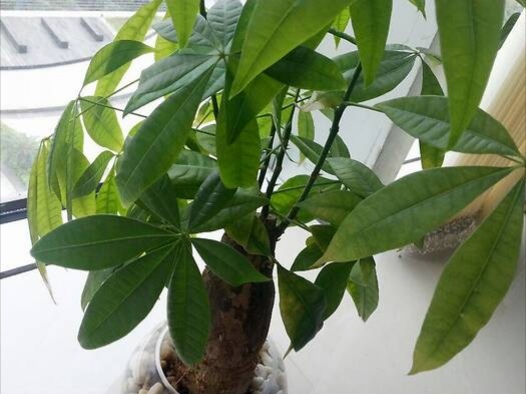 发财树病虫害的治理药,栽培发财树主要病虫害是什么