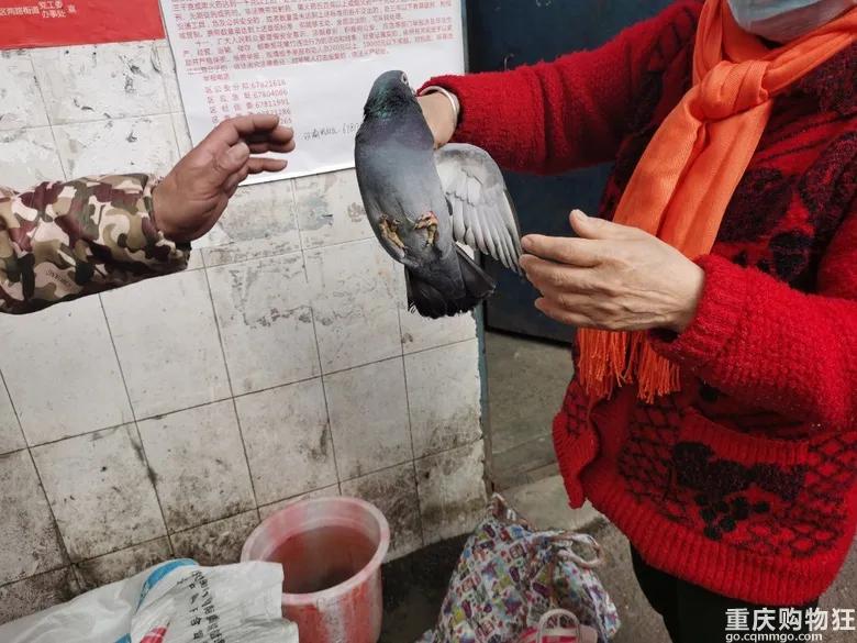 渝北区狗儿市场有卖猫的吗,渝北狗儿市场买狗