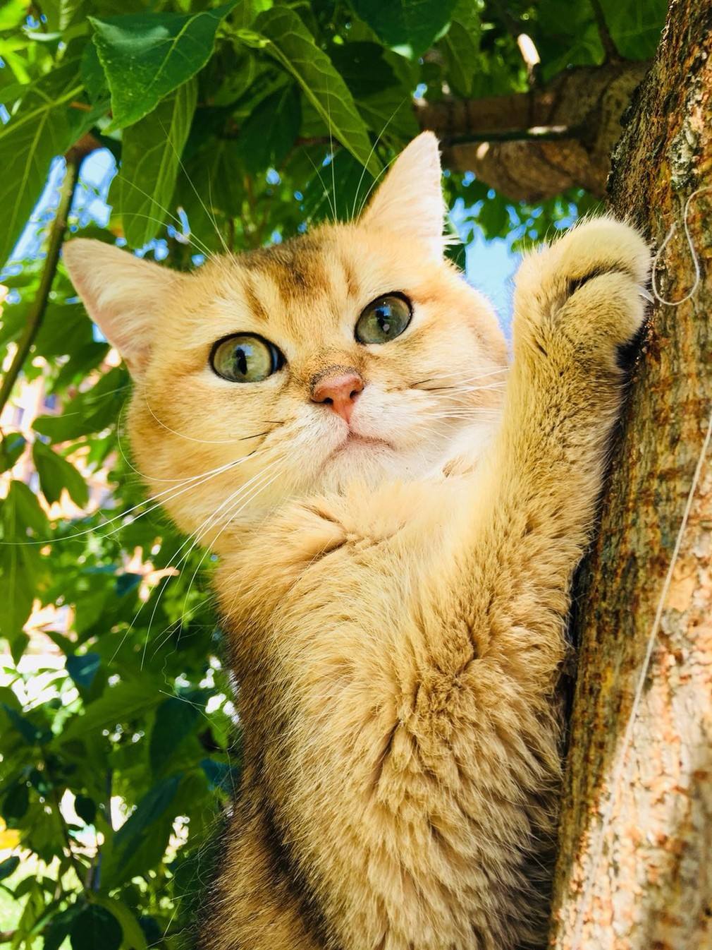 英短渐层和美短渐层的区别,英短金渐层怎么分色号