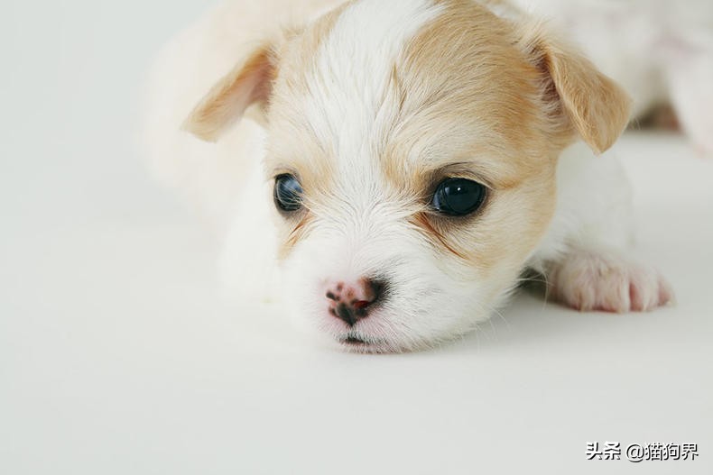 狗狗皮肤起皮屑像头皮屑用什么药,狗狗毛发干枯无光泽有皮屑怎么办