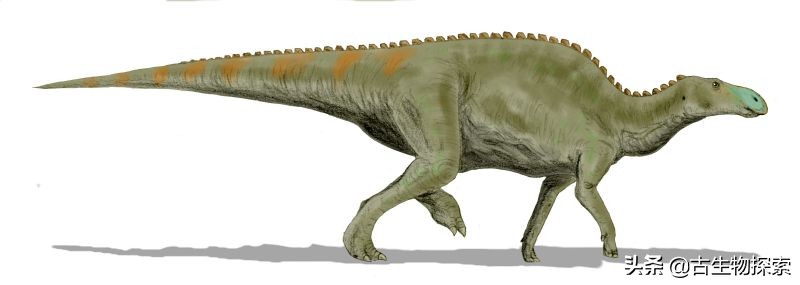 日本第一次在本土发现恐龙化石,发现最不完整的恐龙化石