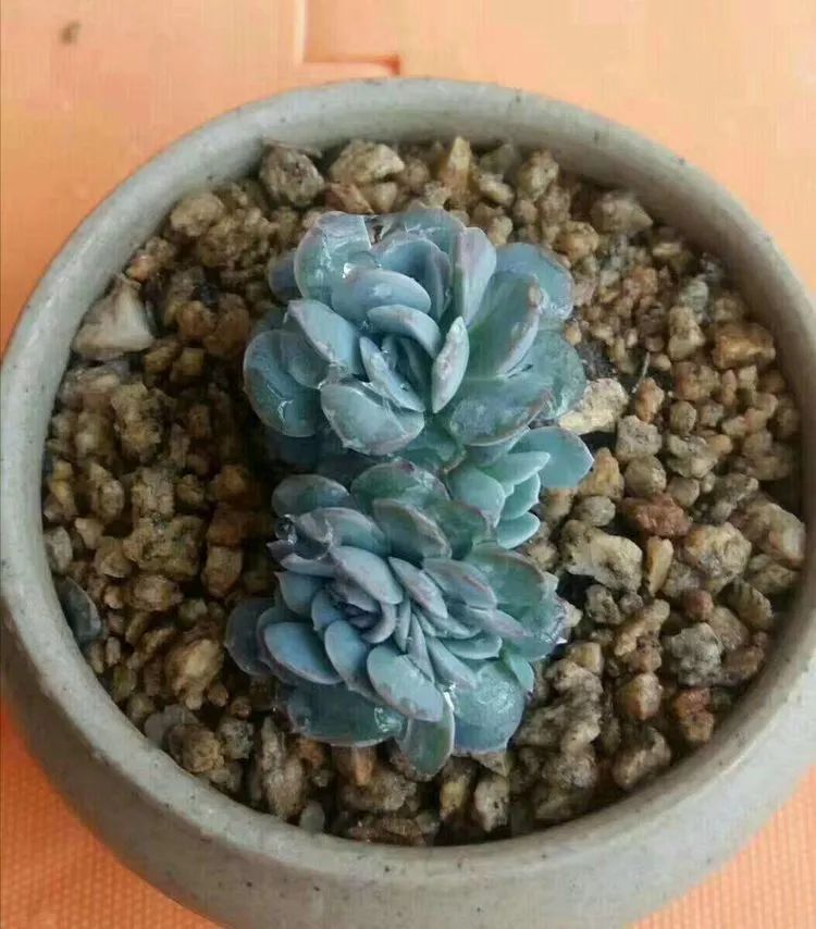 最美的20种多肉,15种最美的多肉