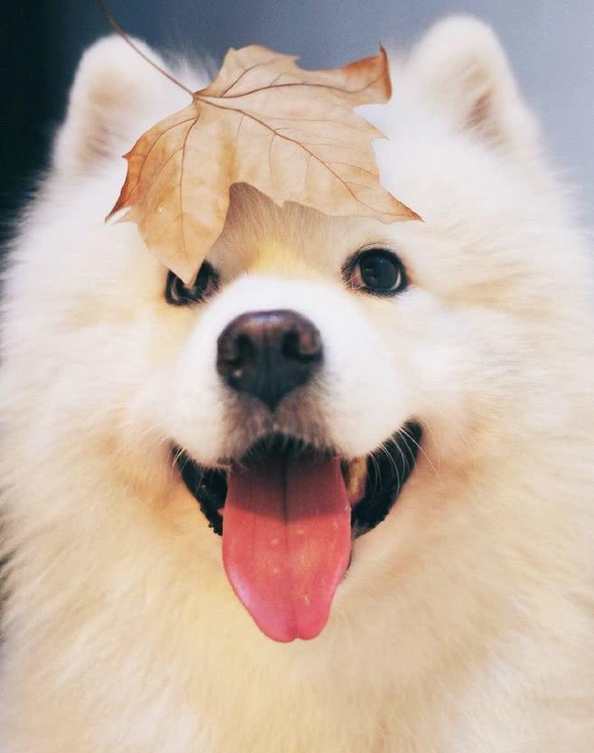 雪橇三傻萨摩耶如何训练抓野兽,萨摩耶雪橇三傻