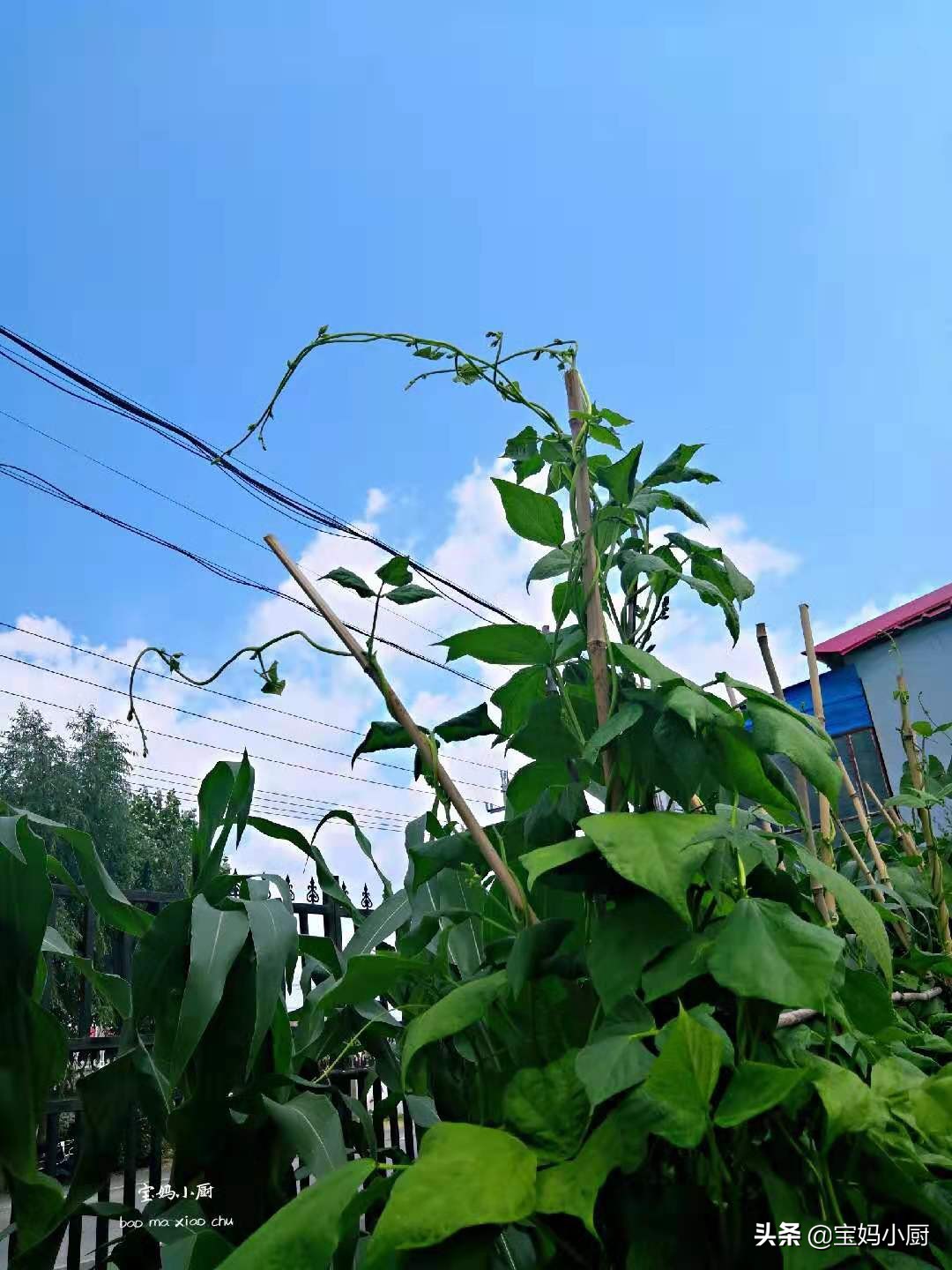 记录在娘家吃吃喝喝的美好时光,娘家最幸福的早餐