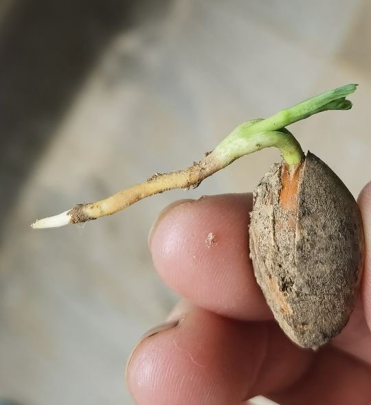 北京夏日的清晨,北京的盛夏