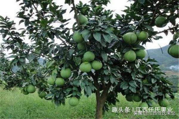 泰国红宝石青柚和泰国青柚的区别,泰国红宝石青柚和越南青柚哪个好