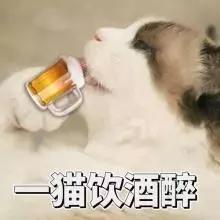 铲屎官常备的药,铲屎官该如何治疗和预防