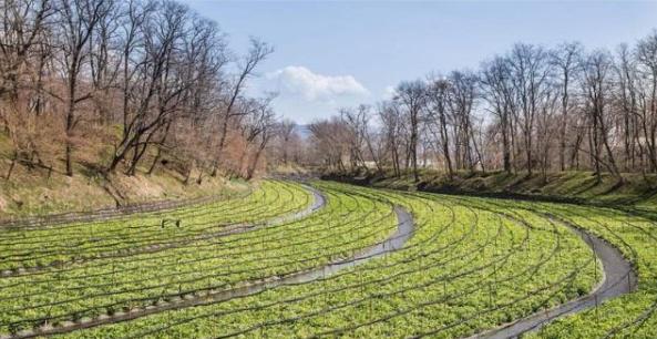 辣根种植前景如何,辣根种植用什么肥