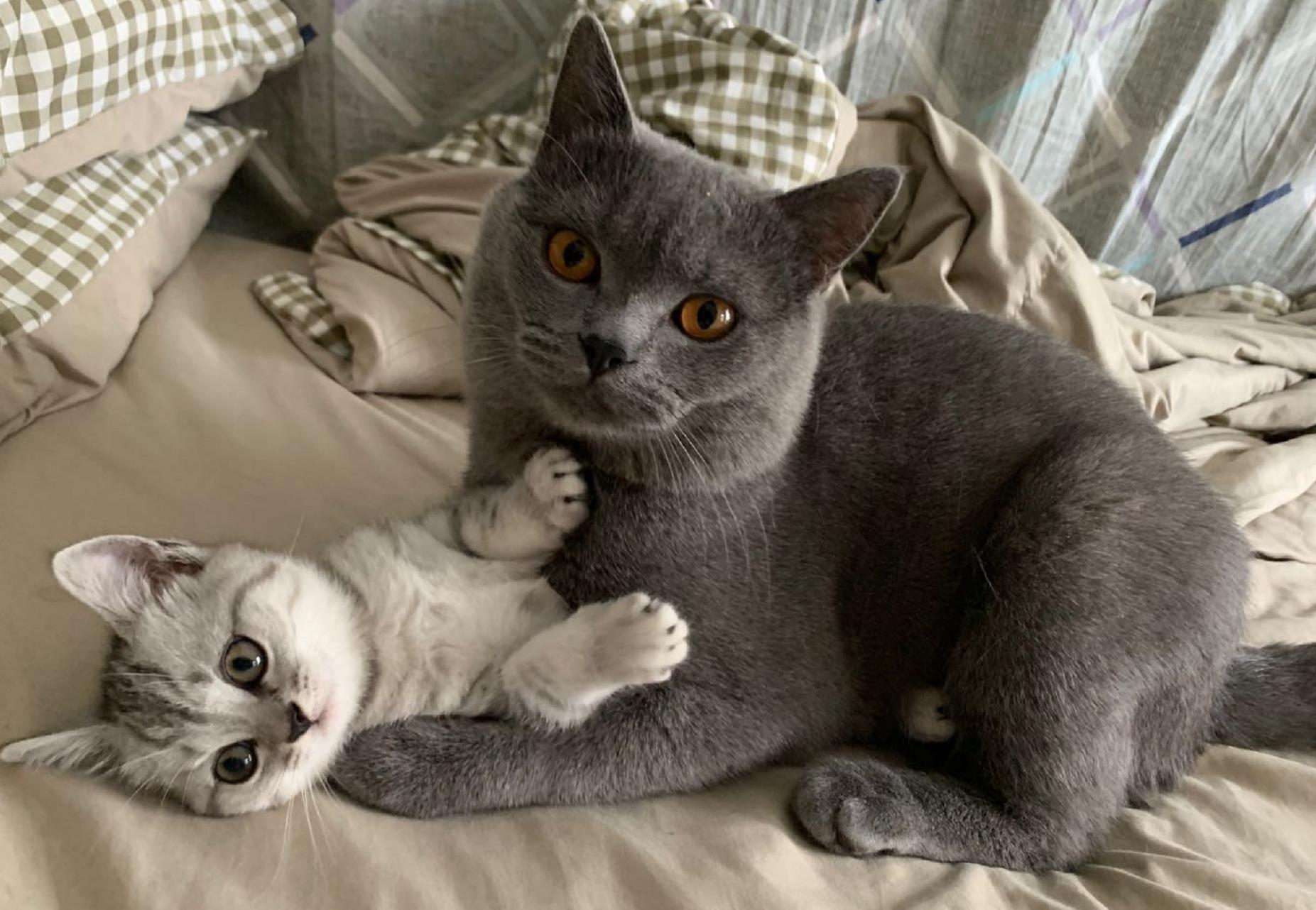 英短蓝白母猫最佳绝育年龄,英短蓝猫小奶猫的成长历程