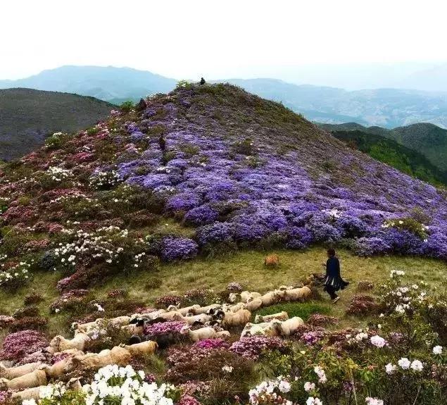 凉山最漂亮的花海,西昌赏花攻略