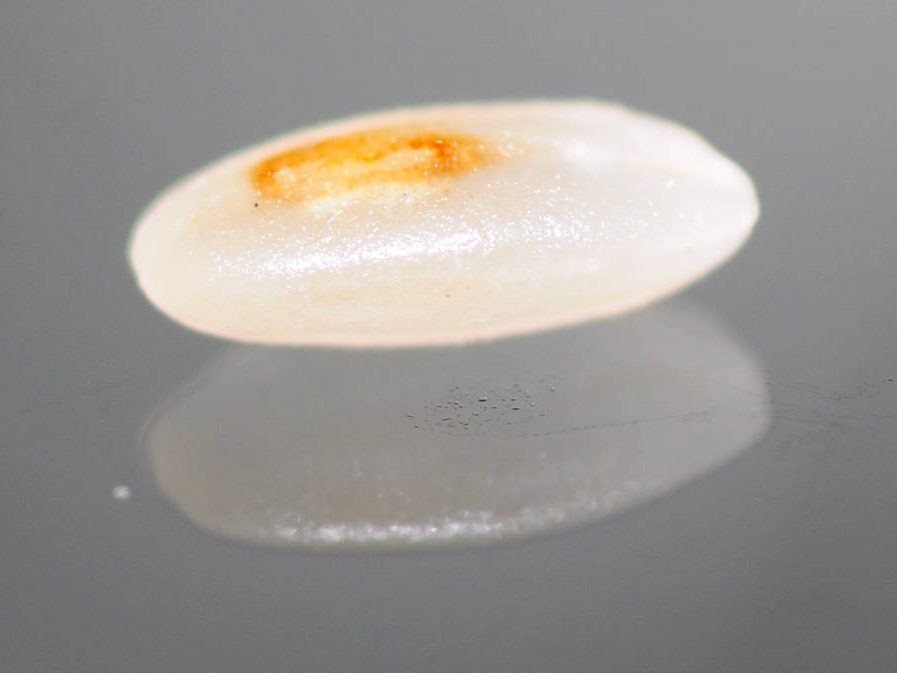 大米有黑色小虫子是什么虫子,大米里面有黑色小虫子哪里来