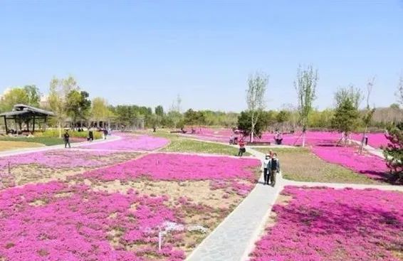 去看万紫千红的花海,五一近郊赏花去看缤纷七彩花田