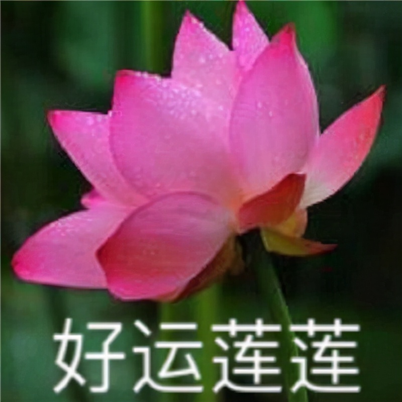 魔性的表情包合集,拿着荷花的佛系表情包