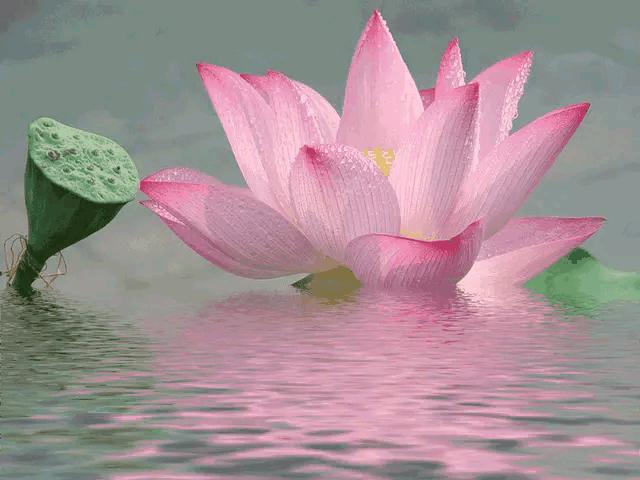 江南可采莲莲叶何田田全诗讲解,有关莲的古诗词大全