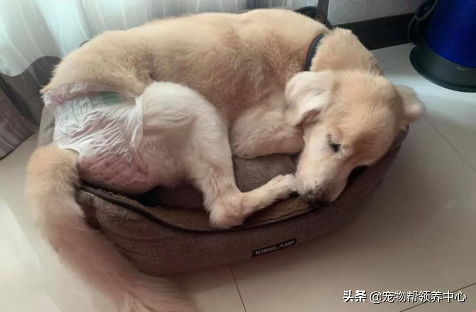 高龄金毛病危去世，主人自责没陪其身边：念念不忘，定有回响…