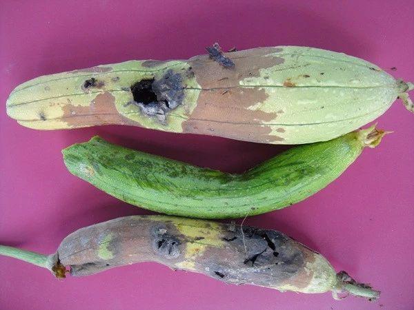 种植苦瓜如何防治瓜实蝇,丝瓜瓜实蝇应如何防治