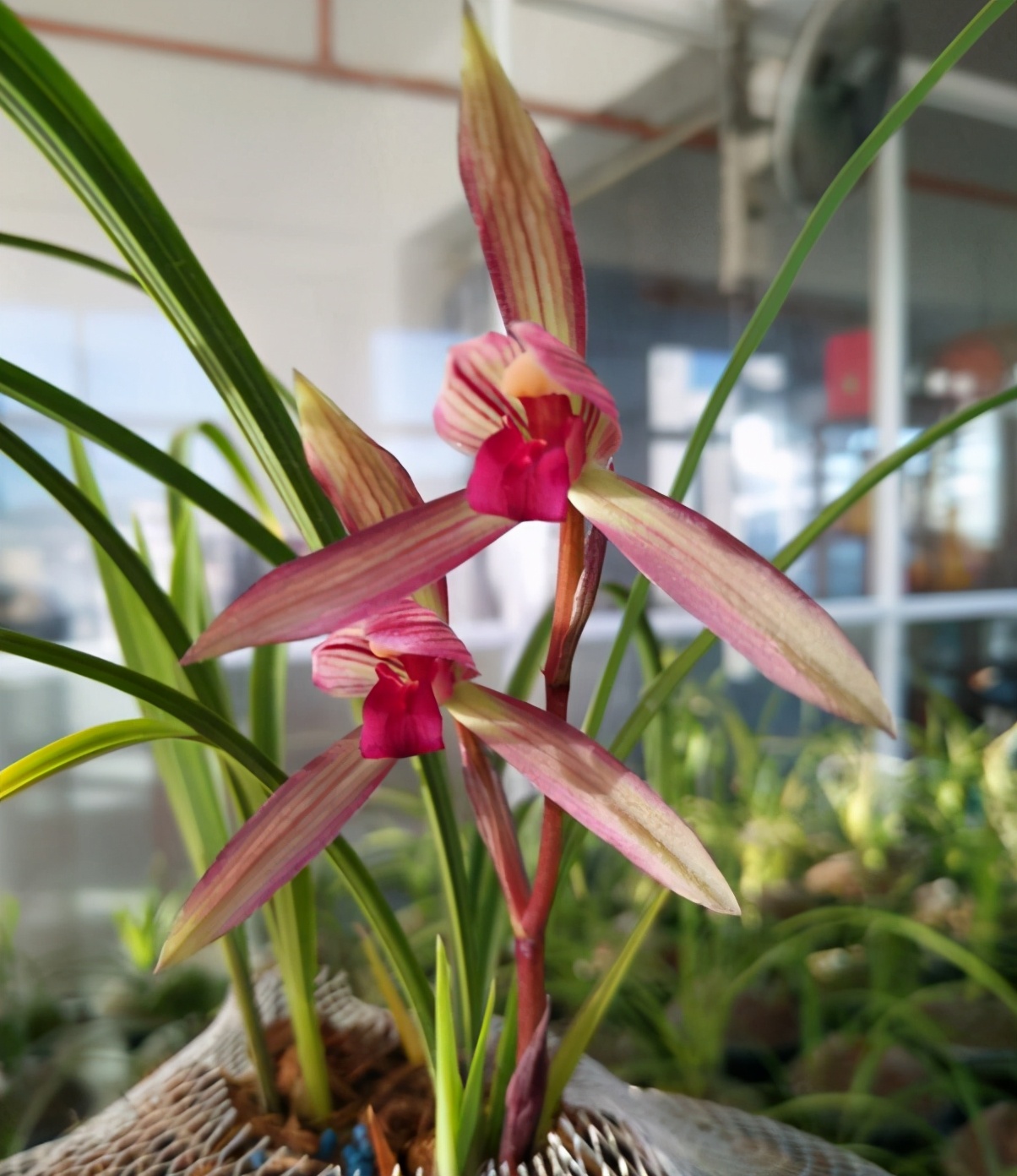 墨兰黑珍珠兰花多少钱一苗,此兰花被誉为国兰第一红