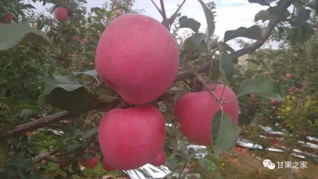 最新的苹果新品种有哪些,几种常见苹果的品种