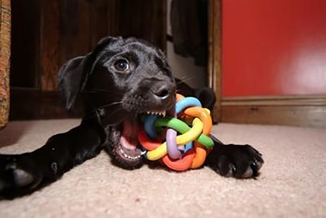 深夜里狗狗吠叫,晚上总能听到狗叫