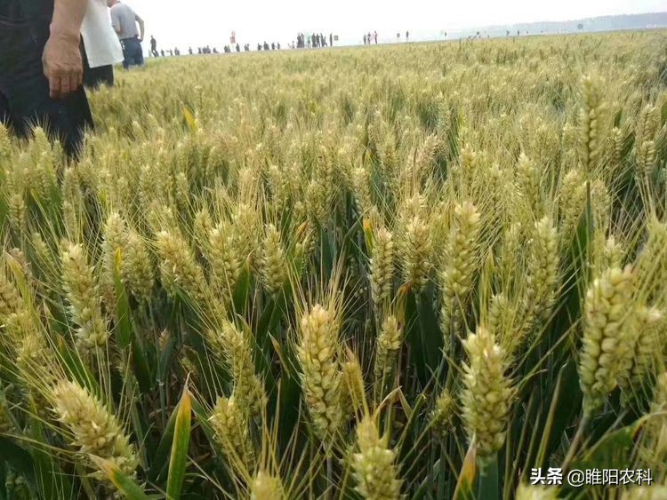 2023河南高产小麦品种排名前10名,2023年河南小麦品种产量排名
