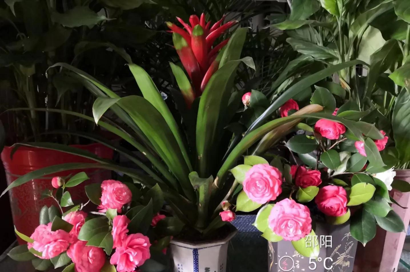 水塔花粉色,水塔花紫色