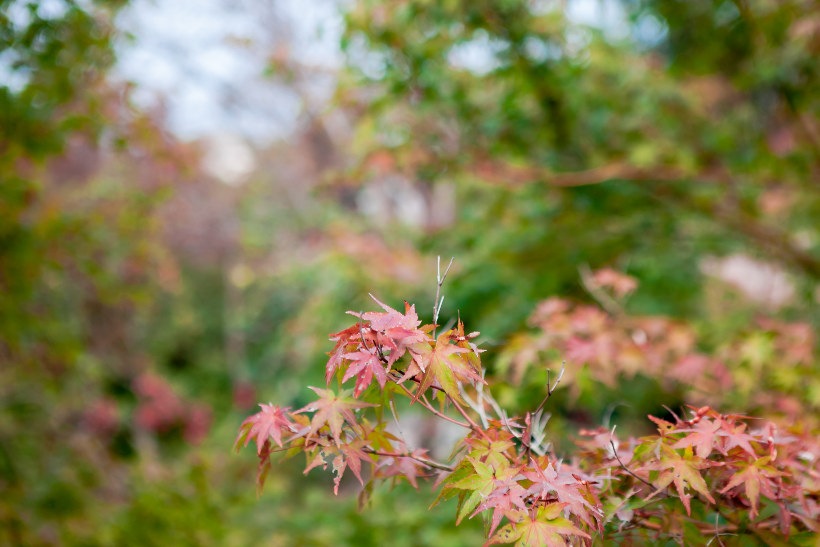 秋天的无锡美的醉人，去无锡旅行，这些好地方不要错过了