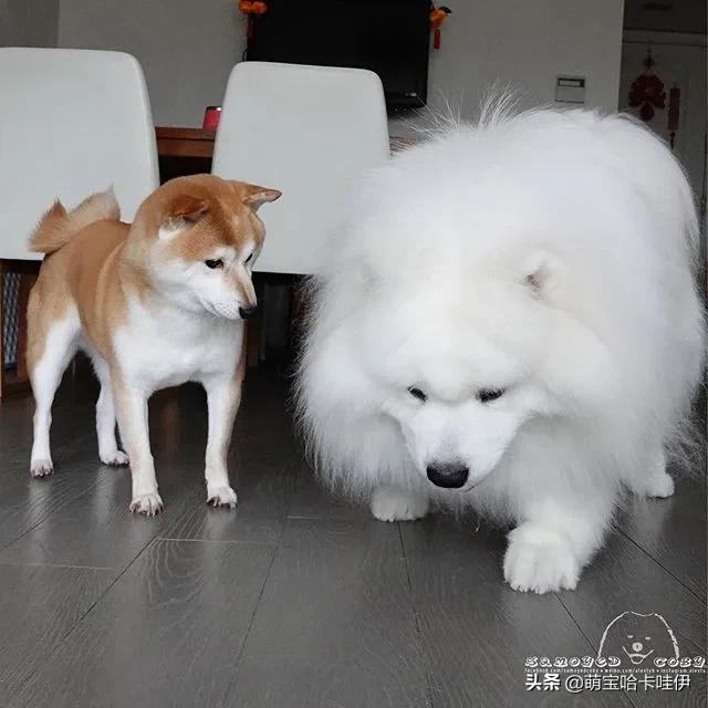 萨摩耶和柯基谁长得大,萨摩耶和柯基哪个长得大