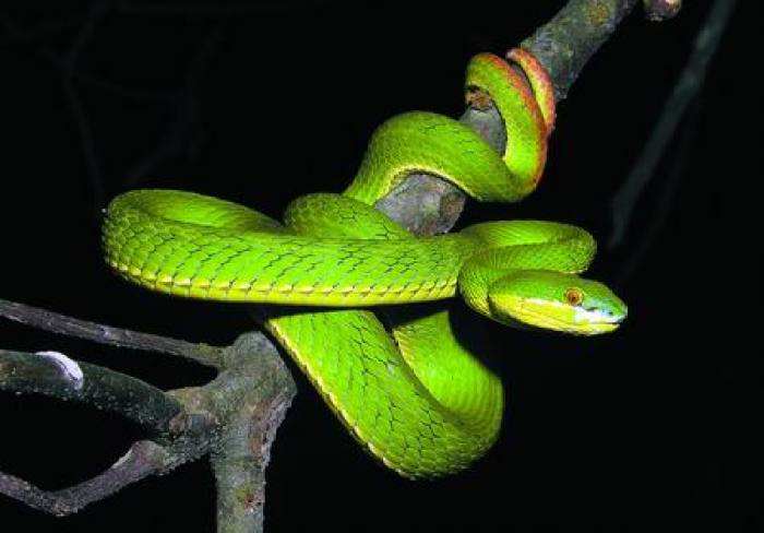 被竹叶青毒蛇咬了严重吗,小孩被竹叶青蛇咬伤