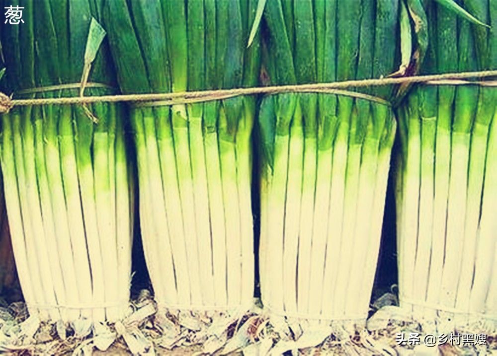 葱的尴尬命运,不被重视又不可或缺,一口气搞懂葱的前世今生