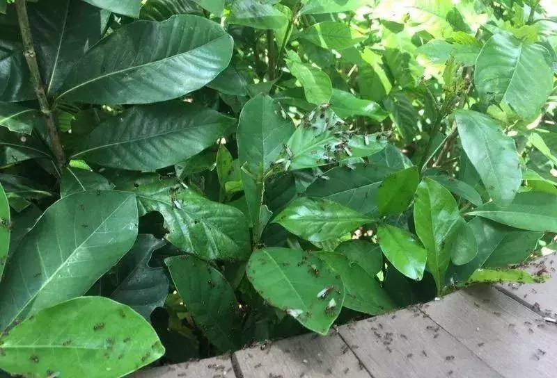 广西红火蚁咬伤事件,红火蚁入侵防城港市