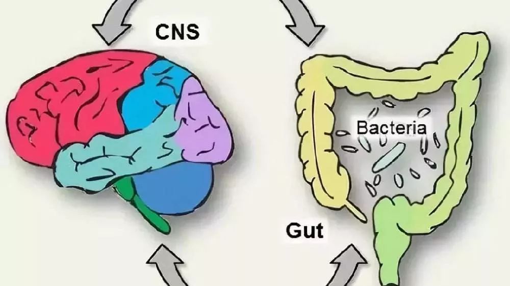 深入了解大脑,什么是肠脑轴