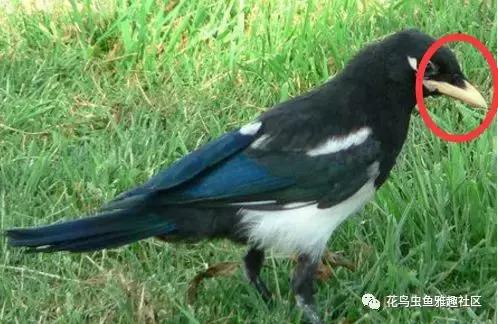 小鸟如何开食,鸟怎么开食算成功