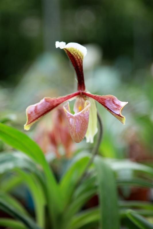 梧桐山下有一位“兰花妈妈”