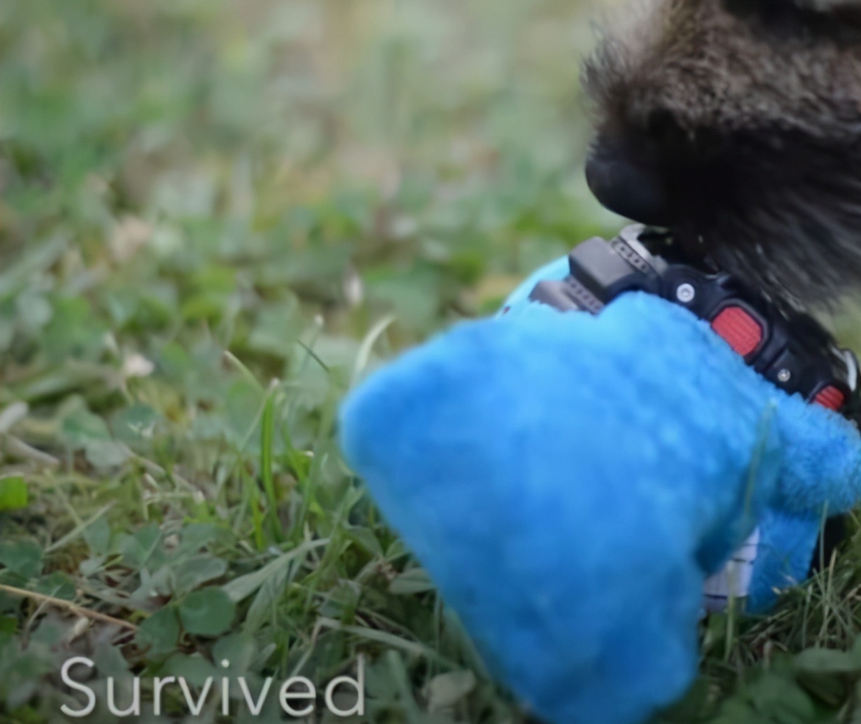 精工和西铁城的表哪个好,精工表和西铁城哪个值得买