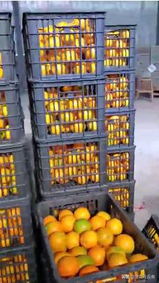 临近年关吃东西容易上火，就让这款小甜橙拯救一下