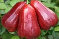 盘点几种奇怪的水果,四种罕见的水果你见过哪个