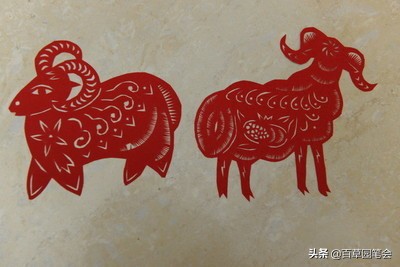 属羊的女人真的命不好吗,为什么都说属羊的女的不好