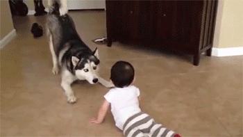 疯狂的爱狗人士,爱狗人士疯狂