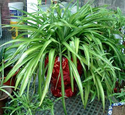 淘米水加什么种花好,用淘米水种花怎么养