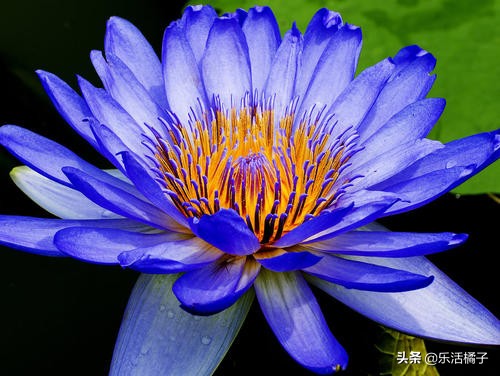 无土水培睡莲荷花四季开花,莲花睡莲种子水培怎么养