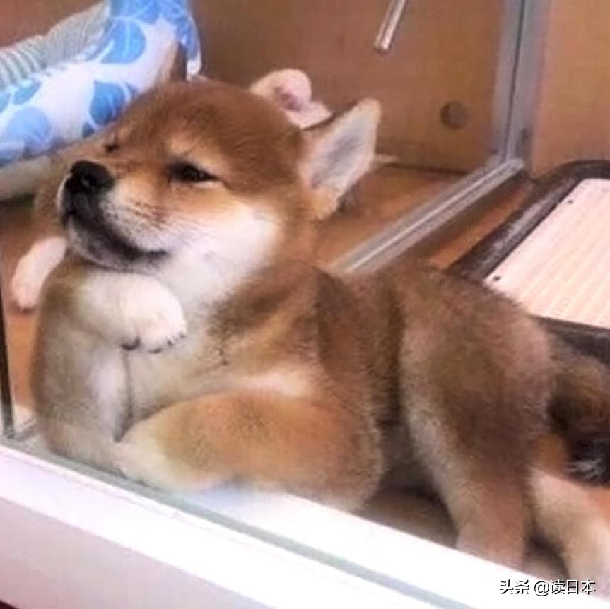 沙雕手办日本小哥,日本沙雕手办小哥哥