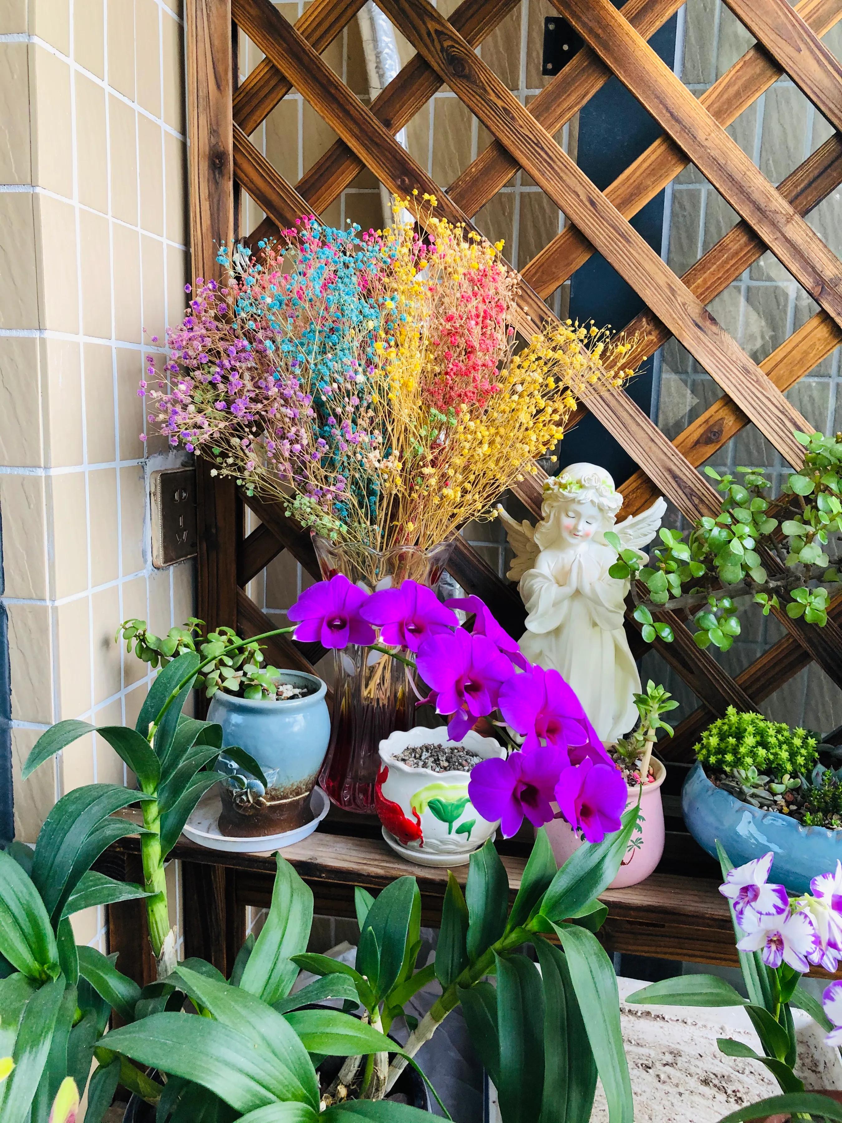 蝴蝶石斛兰怎么养,盆栽里长得像蝴蝶花的是什么花