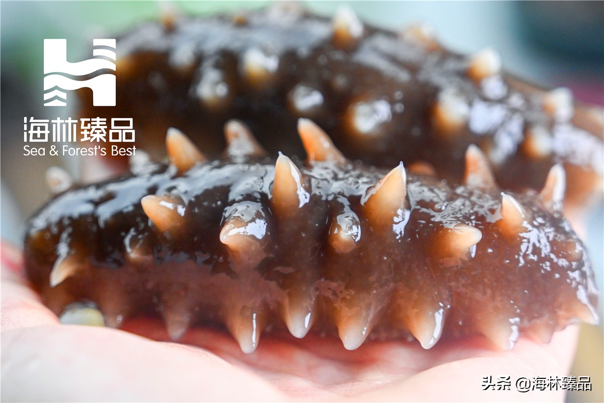 探秘海参的捕捞过程,野生海参采捕视频大全