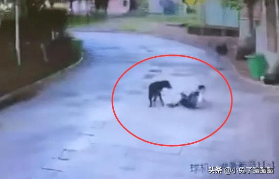 小孩被宠物狗扑倒后续,男孩被狗扑倒疯狂撕咬