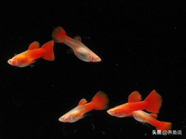 辟谣：孔雀鱼不能在酸性水质里养，现在的孔雀鱼弱酸弱碱“通吃”