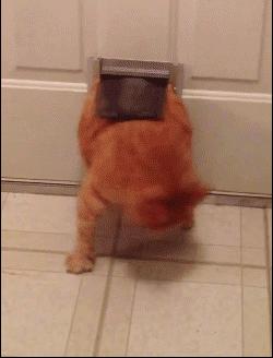 猫是固体还是液体,猫咪究竟是液体还是固体