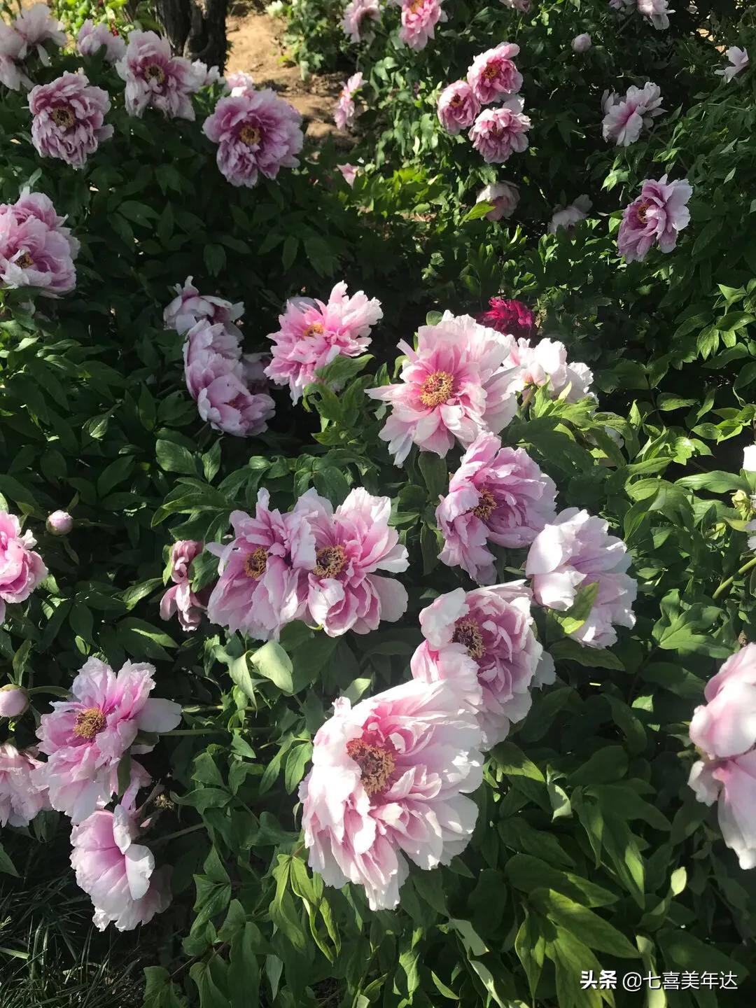 天津塘沽春游踏青好去处,天津周边春天好去处