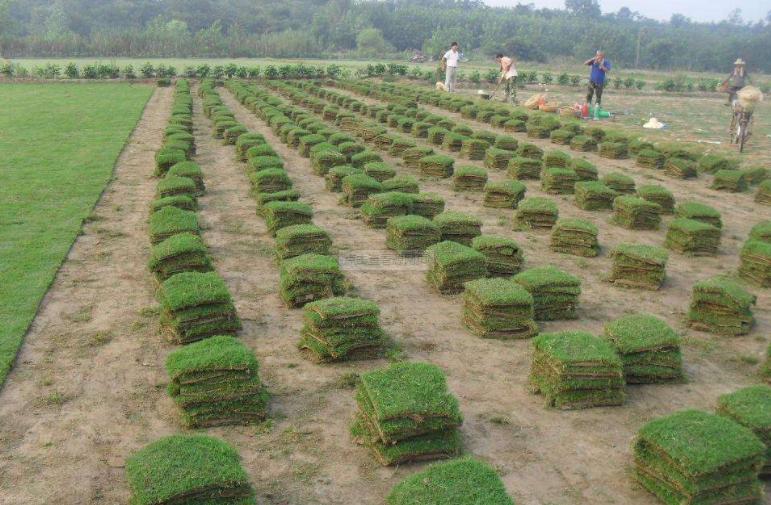黑麦草牧草,黑麦草相比其他牧草的优势