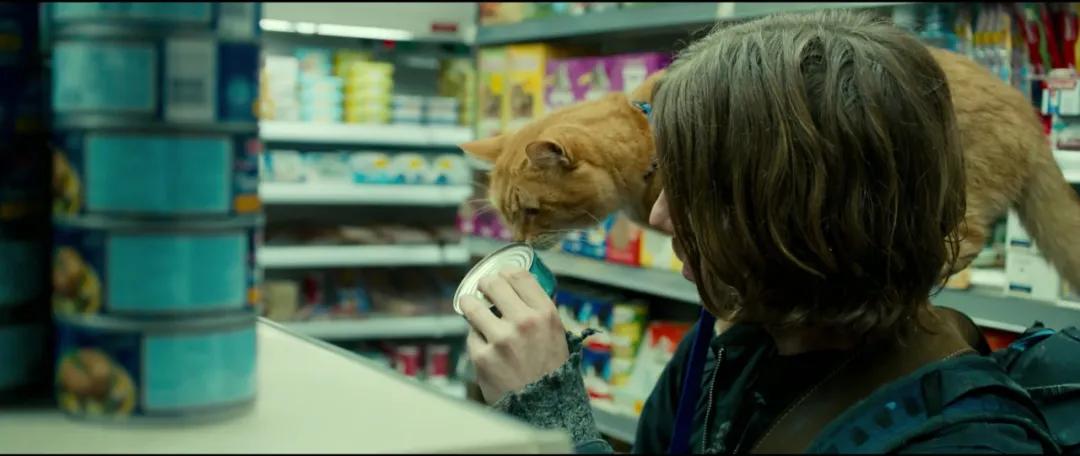 本以为养猫是为了不孤单,以为单身就可以自由