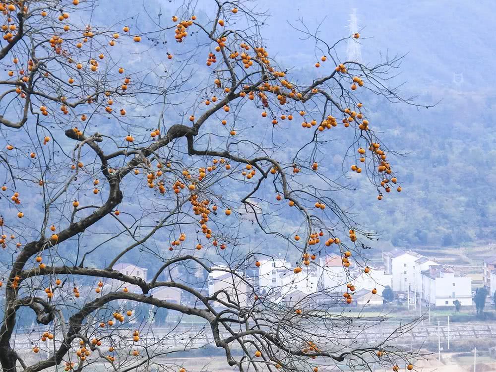 看浙江红旗第一飘：还能体验农家乐的田园美好！